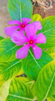 Realme micro pic