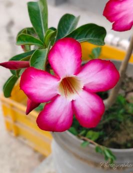 Vivo v50e camera